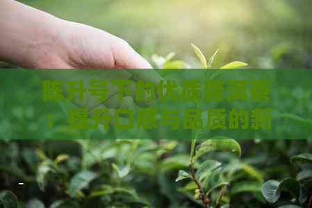 陈升号下的优质普洱茶：提升口感与品质的新选择