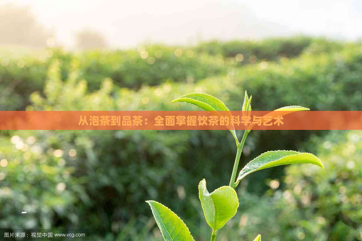 从泡茶到品茶：全面掌握饮茶的科学与艺术