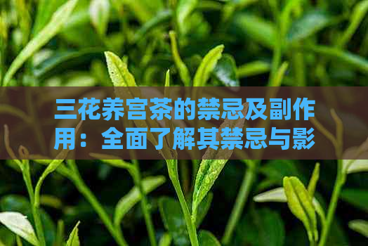 三花养宫茶的禁忌及副作用：全面了解其禁忌与影响