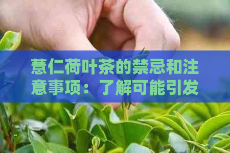 薏仁荷叶茶的禁忌和注意事项：了解可能引发的不良反应及饮用建议