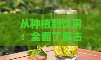 从种植到饮用：全面了解古树红茶的加工工艺与品饮技巧