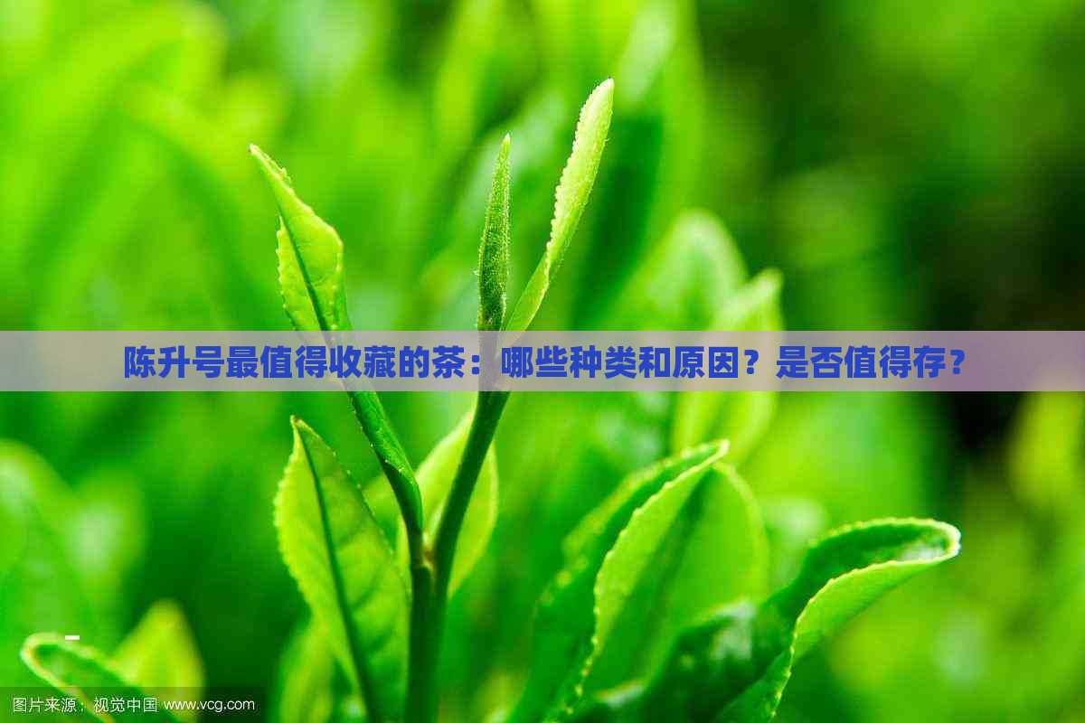 陈升号最值得收藏的茶：哪些种类和原因？是否值得存？