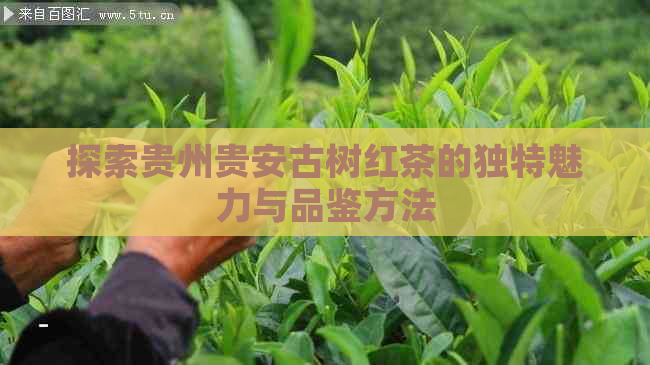 探索贵州贵安古树红茶的独特魅力与品鉴方法