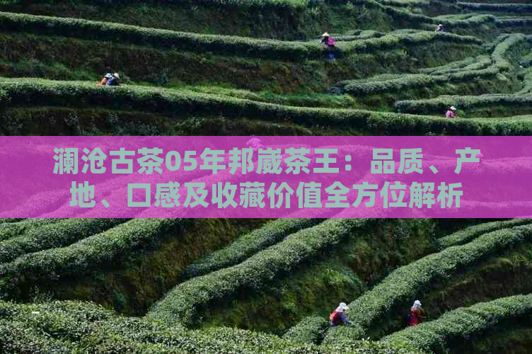 澜沧古茶05年邦崴茶王：品质、产地、口感及收藏价值全方位解析