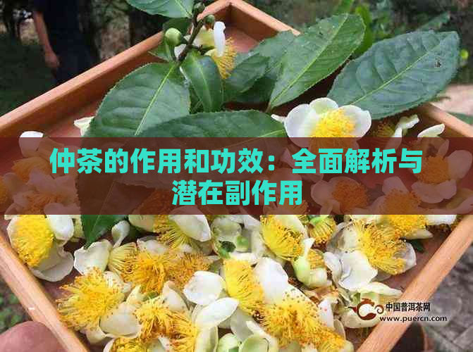 仲茶的作用和功效：全面解析与潜在副作用