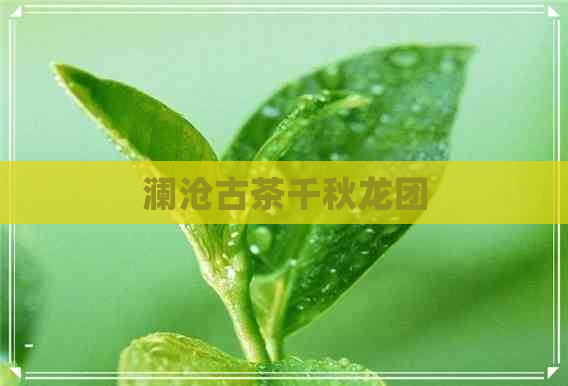 澜沧古茶千秋龙团