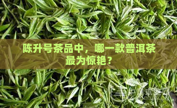 陈升号茶品中，哪一款普洱茶最为惊艳？