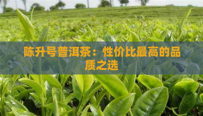 陈升号普洱茶：性价比更高的品质之选