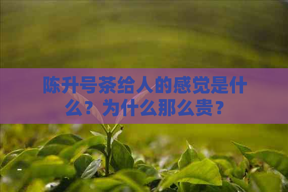 陈升号茶给人的感觉是什么？为什么那么贵？