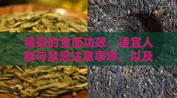 莓茶的全面功效、适宜人群与禁忌注意事项，以及可能的副作用解析