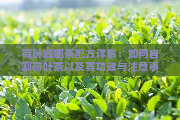 荷叶减肥茶配方详解：如何自制荷叶茶以及其功效与注意事项