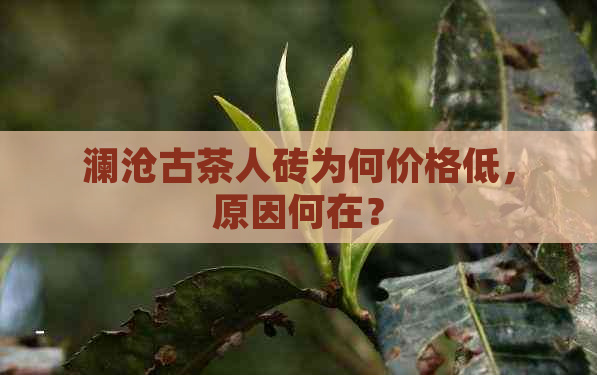 澜沧古茶人砖为何价格低，原因何在？