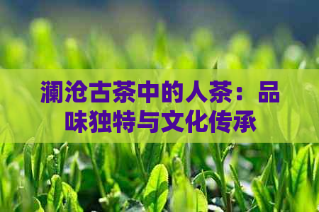 澜沧古茶中的人茶：品味独特与文化传承