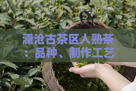 澜沧古茶区人熟茶：品种、制作工艺、口感与功效详解