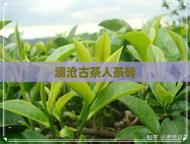 澜沧古茶人茶砖