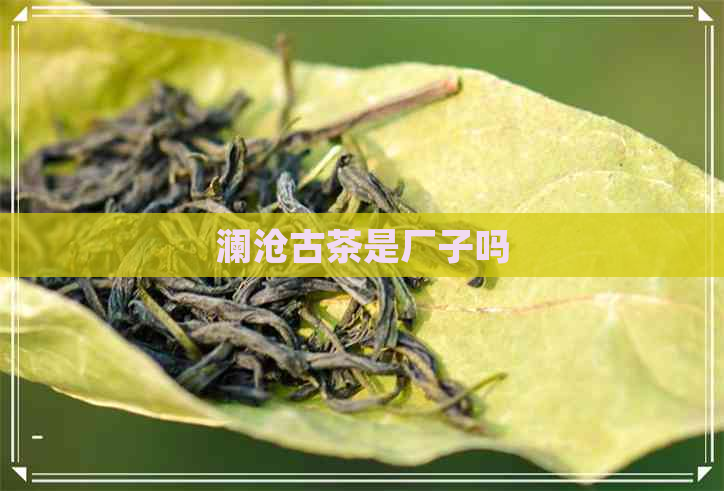 澜沧古茶是厂子吗