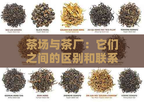 茶场与茶厂：它们之间的区别和联系详解