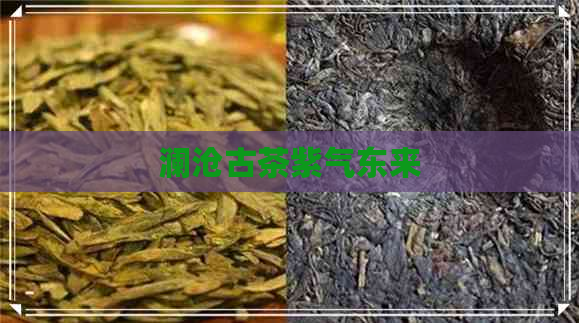 澜沧古茶紫气东来