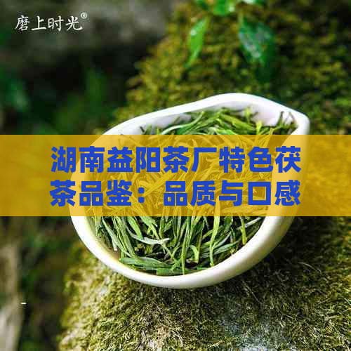 湖南益阳茶厂特色茯茶品鉴：品质与口感的完美融合