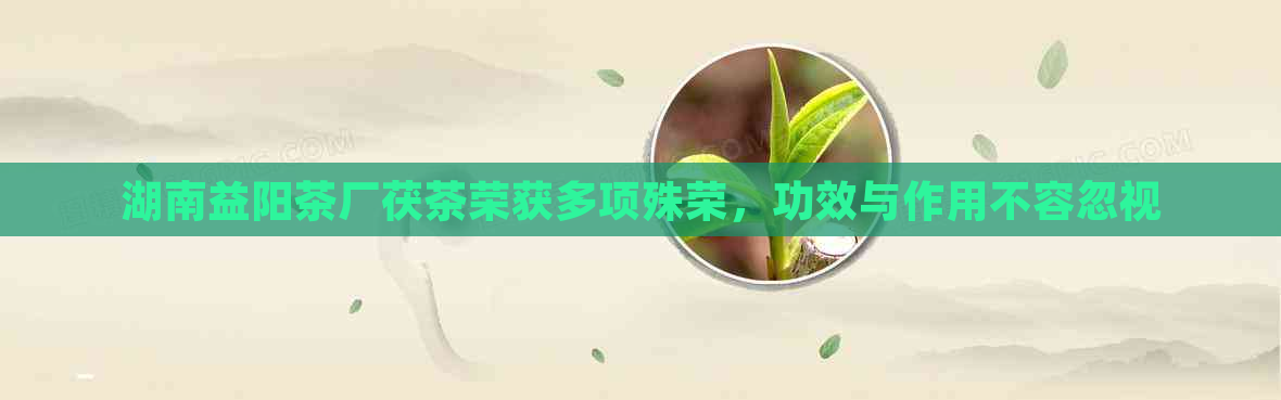 湖南益阳茶厂茯茶荣获多项殊荣，功效与作用不容忽视