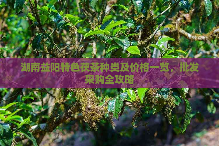 湖南益阳特色茯茶种类及价格一览，批发采购全攻略