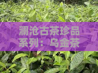 澜沧古茶珍品系列：乌金茶的独特韵味与精工艺