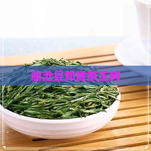 澜沧县邦崴茶王树