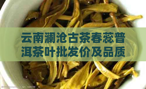 云南澜沧古茶春蕊普洱茶叶批发价及品质介绍