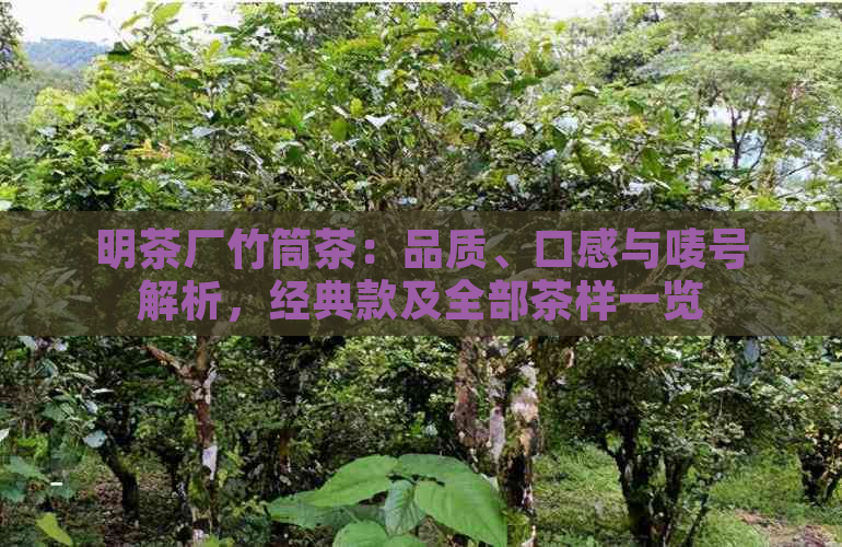 明茶厂竹筒茶：品质、口感与唛号解析，经典款及全部茶样一览