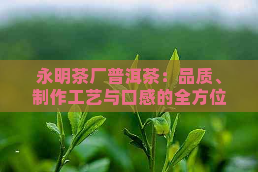 永明茶厂普洱茶：品质、制作工艺与口感的全方位解析与比较