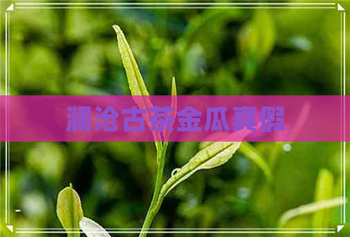 澜沧古茶金瓜真假