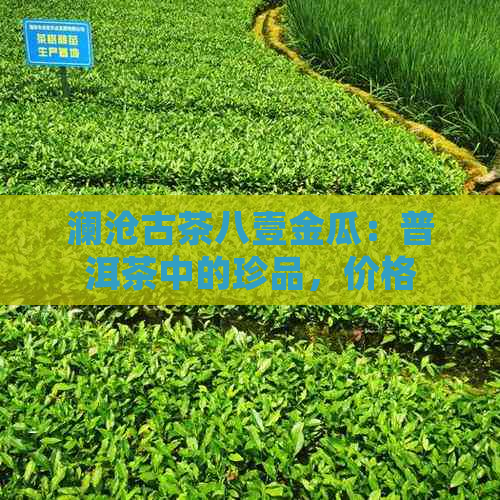 澜沧古茶八壹金瓜：普洱茶中的珍品，价格与品质并存