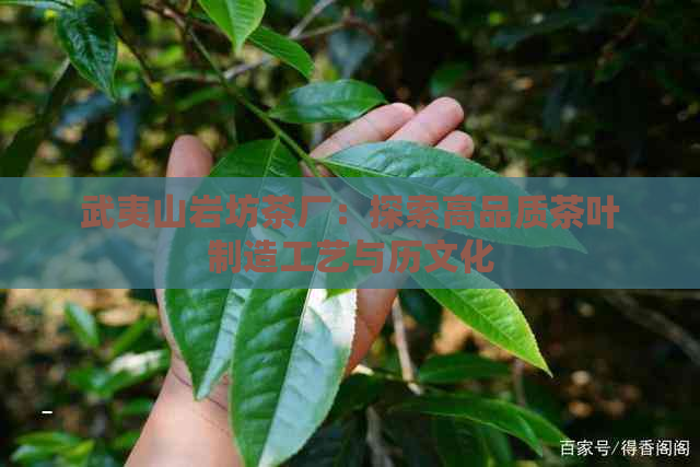 武夷山岩坊茶厂：探索高品质茶叶制造工艺与历文化