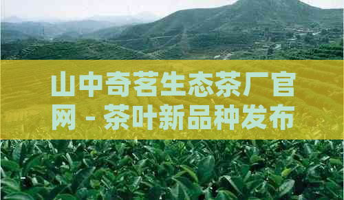 山中奇茗生态茶厂官网 - 茶叶新品种发布与推广