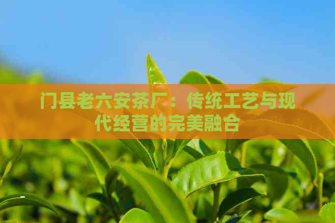 门县老六安茶厂：传统工艺与现代经营的完美融合