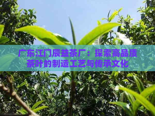 广东江门辰益茶厂：探索高品质茶叶的制造工艺与传承文化