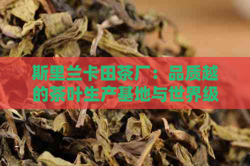 斯里兰卡田茶厂：品质越的茶叶生产基地与世界级茶文化体验