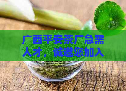 广西平安茶厂急需人才，诚邀您加入我们的团队！