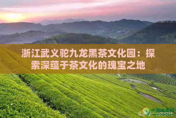 浙江武义驼九龙黑茶文化园：探索深蕴于茶文化的瑰宝之地