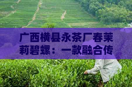 广西横县永茶厂春茉莉碧螺：一款融合传统与创新的茶叶艺术品