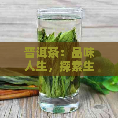 普洱茶：品味人生，探索生活的艺术与哲学