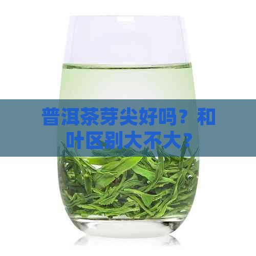 普洱茶芽尖好吗？和叶区别大不大？