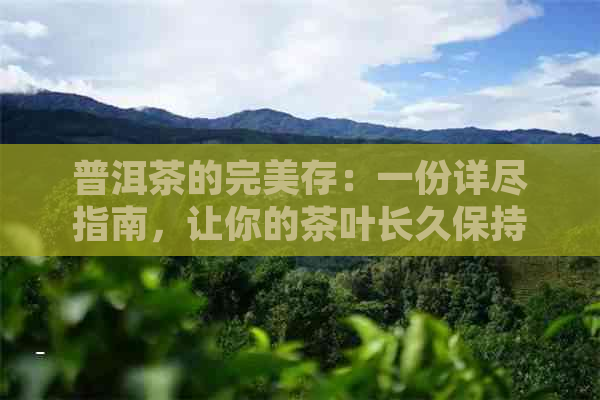 普洱茶的完美存：一份详尽指南，让你的茶叶长久保持香气与风味