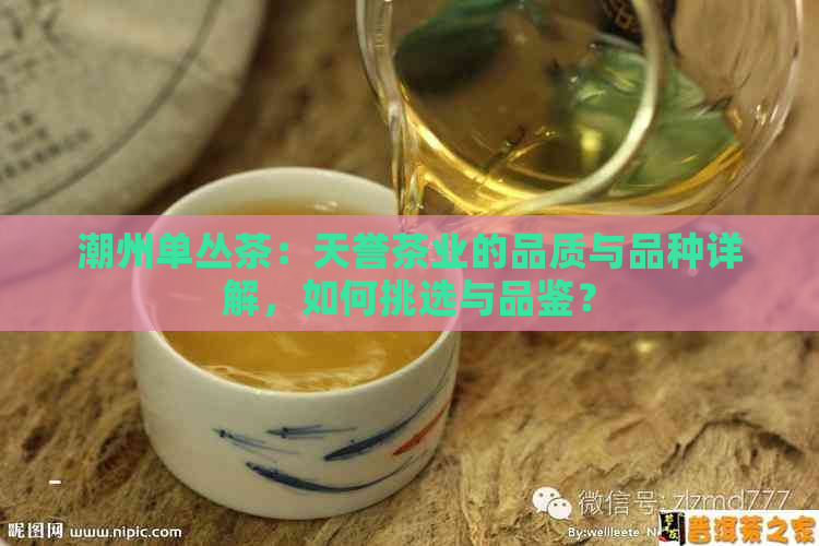 潮州单丛茶：天誉茶业的品质与品种详解，如何挑选与品鉴？