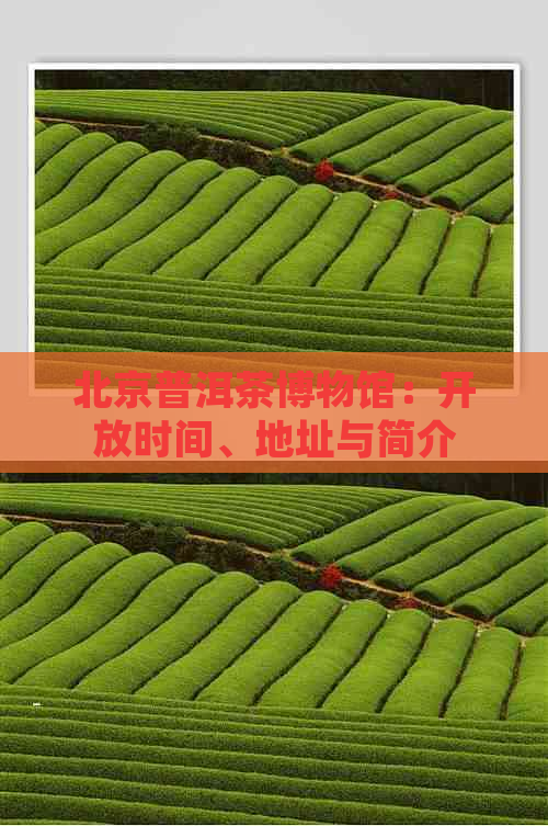 北京普洱茶博物馆：开放时间、地址与简介，以及展览会信息