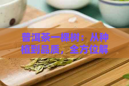 普洱茶一棵树：从种植到品质，全方位解析普洱茶的奥秘