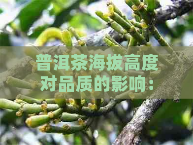 普洱茶海拔高度对品质的影响：越高越好还是适中为宜？