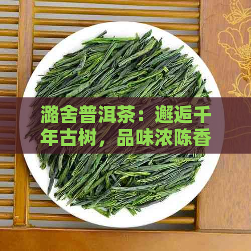 潞舍普洱茶：邂逅千年古树，品味浓陈香