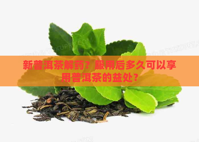 新普洱茶解药？服用后多久可以享用普洱茶的益处？