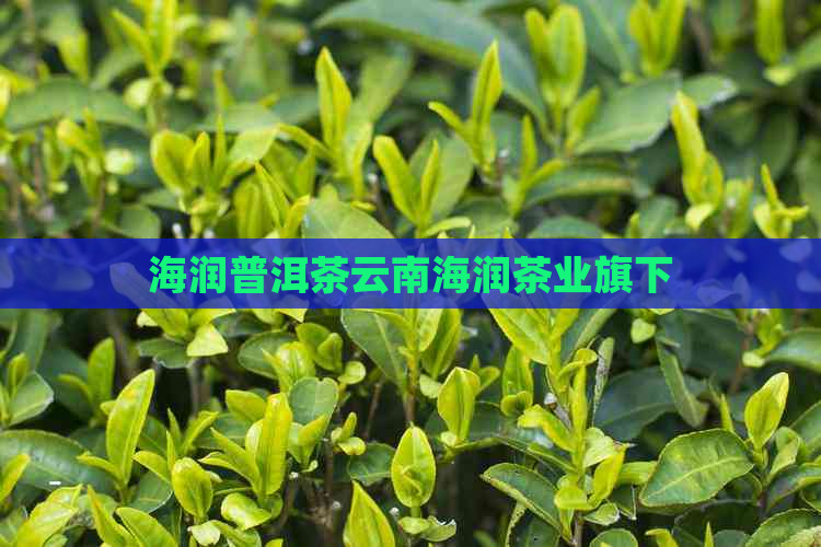 海润普洱茶云南海润茶业旗下